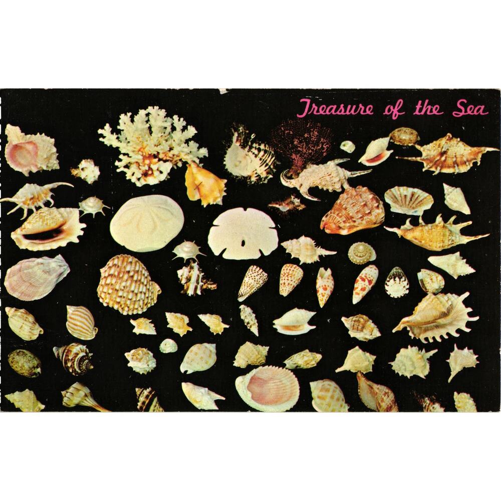 1965 Treasures of the Sea Postcard Sea Shells Unposted‎